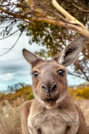 KANGAROO